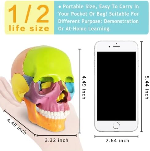 New Anatomy Skull Model 15 Parts Human Color Exploded Skull Detachable - Image 4