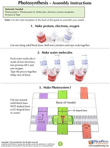 NewPath Learning Photosynthesis & Light Reactions 3-D Paper Model Making Kit, Set/5 Full-Color, Paper Model Templates & Teacher Guide (24-7728) - Image 3