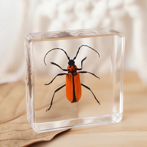 20-Pcs Insect Specimens in Resin Crystal Preserved, Taxidermy Bug - Image 5