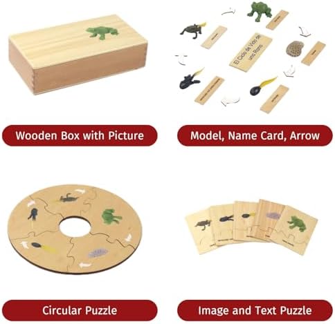 ancona Life Cycle- Frog, Spanish/Simplified Chinese with Pinyin Bilingual, Montessori Preschool Memory Matching Game Box Set with Animal Figurines & Matching Puzzle Cards, Early Education Toy - Image 2