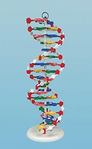 United Scientific Supplies DNAM01 DNA Model by UnitedScientific