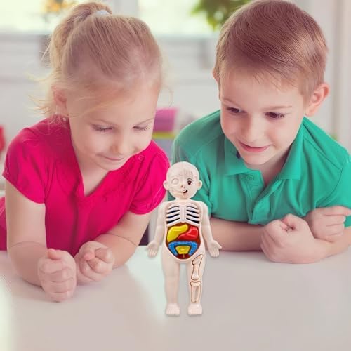 Anatomy Model, Human Body Model for Kids 7x4 Anatomy Organs Detachable Human Body ABS No Burrs Science Toys Educational for Kids - Image 6