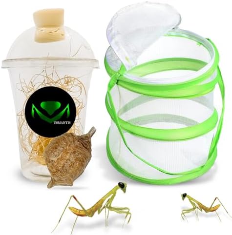 USMANTIS Praying Mantis Egg Cases–T Sinensis (One Egg Case) by USMANTIS