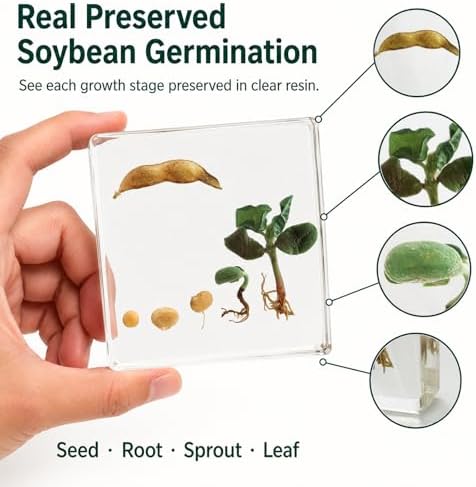 Bean Germination Resin Specimen,5 Stages of Bean Seed Growth Preserved in Clear Resin, Biology Teaching Aid,Homeschool Science,Unique Home Office Desk,Gift (3.74×3.74×0.79 in) - Image 3