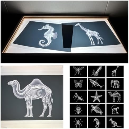 Animal X-ray Educational Set 15 Pieces for Light Table Science Learning - Image 3