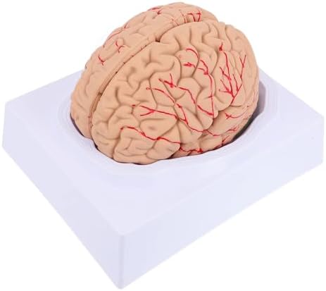 Disassembled Anatomical Human Brain Model - 8-Part Medical Teaching Tool for Brain Anatomy Study, Kids Learning & Science Classroom, Realistic Human Body Puzzle for Students and Doctors by Unknown