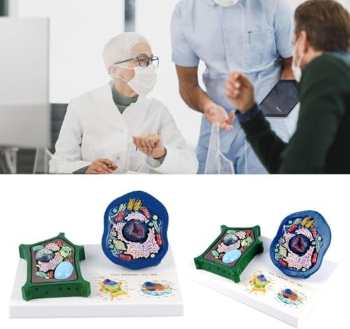 Animal and Plant Cell Anatomy Model with Removable Parts Anatomical Comparative Model of Animal and Plant Cells Biological Teaching aids - Image 2