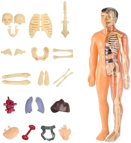 DIY Assemble Human Skeleton Model for Anatomy,Mini Human Body Science Classroom Skeleton Model with Removable Joint Kit (Beige (Adult Body Model)) by Unknown