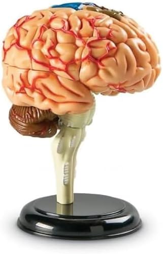 Brain Model, Brain Anatomy Model, Brain Functions Model, Human Anatomy for Kids, Foam Brain Model, Psychology Biology or Science,Ages 7+ - Image 4