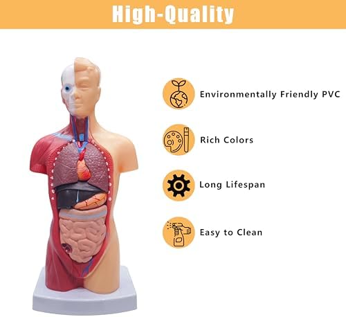 2026 New 11 inch Human Body Model for Anatomy, 15 Pcs Removable Human Torso Anatomy Model for Teaching, Medical Education Display, with Product Manual - Image 6