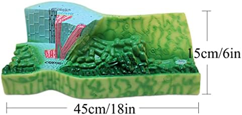 Model Teaching Model Leaf Cross Section Structure Model Biology Teaching Models Plant Anatomy Model Teens Science Classroom Study for Teaching - Image 2