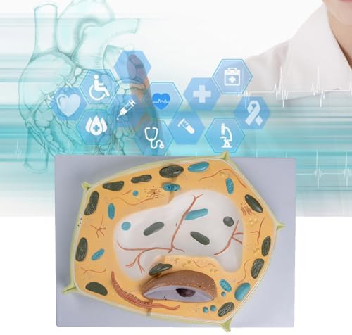 Organ Model, Plant Cell Anatomical Model, Biological Structure, Scientific Display Model, Anatomical Model, Cell Membrane Model - Image 2
