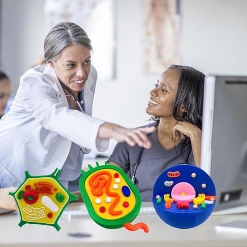 and Plant Cell Anatomy Model Anatomical Animal Plant Cell Model Biology Class Teaching Tool Animal and Detachable - Image 2