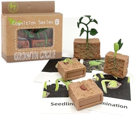 Mbrain 4 pcs Plant Growth Cycle with Flash Cards,Life Cycle Learning & Education Toys,Montessori Toys,Gift for Girl & Boy for 3 4 5 6 7 Year Old (Plant) - Image 6