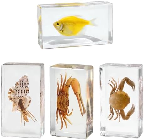 4-Pcs Taxidermy Fish Conch Crab Specimen in Clear Resin Preserved by Aolowewin