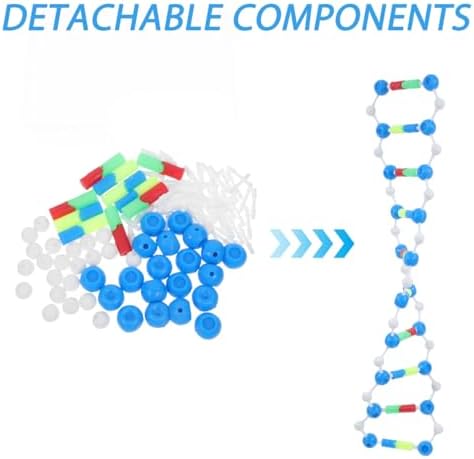 Mobestech DNA Model Kit for Classroom Science Decor 3 Sets Double Helix Molecular Structure Educational Tool for Genetics and Biology Learning - Image 2