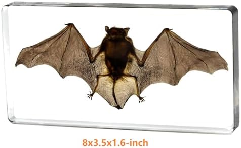 Taxidermy Bat, XXX-Large Bat Specimen in Resin Crystals Preserved - Image 2