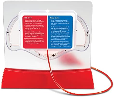 Learning Resources Pumping Heart Model - Image 3