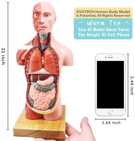 Human Anatomical Body, Skeleton, Heart, Skull with Brain Models, Cubes Sets - Image 7