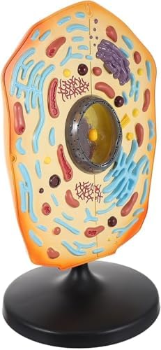 Animal Cell Model Display Anatomical Teaching Aid, Animal Cell Teaching Kit for Students Educational Cell Anatomy Display Detachable Organelles for Biology Classroom Demonstrations by Unknown