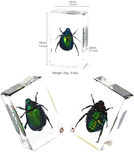 15-Pack Real Insect Specimens in Resin Preserved, Bugs Taxidermy - Image 3