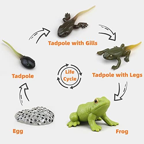 Montessori Frog Life Cycle with Flash Cards, Plastic Insects Tadpole to Frog Kit Toy, Realistic Animal Figurines - Image 2