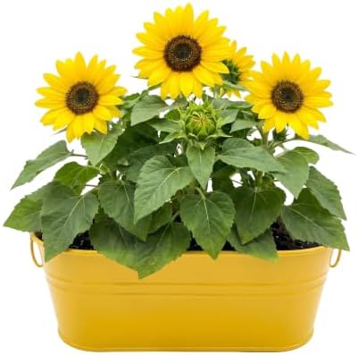 BUZZY Seeds My First Garden Sunflower Grow Kit, Indoor Gardening Set with Non-GMO Seeds, Non-Toxic Growing Medium, Yellow Metal Planter, Educational Plant Growing Kit for Gardeners - Image 2