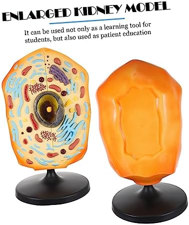 Animal Cell Teaching Kit for Students Educational Cell Anatomy Display Detachable Organelles for Biology Classroom Demonstrations and Learning Activities - Image 6