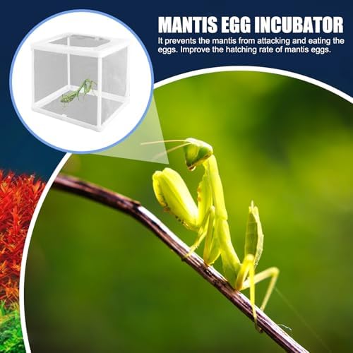 6.3x5.9x5.5 Inch Praying Mantis Egg Case Habitat, Incubator for Tarantulas, Spiders & Small Animals - Clear - Image 3