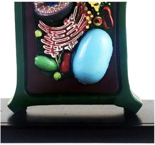 Plant Cell Model Plant Anatomy Model Cell Model - Educational Model Plant Cell Anatomical Model - Biology Teaching Model - for Science Education Collection - Image 4