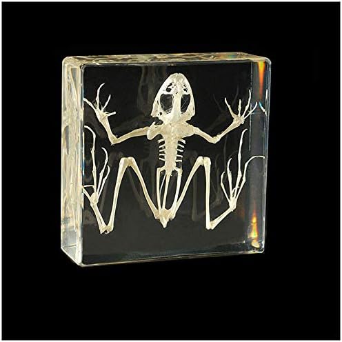 Real Frog Skeleton Specimens - Frog Skeleton Natural Bone Model - Transparent Resin Animal Skeleton Embedding Specimen - Science Education Animal Anatomyl Specimen by Unknown