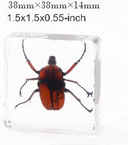 20-Pcs Insect Specimens in Resin Crystal Preserved, Taxidermy Bug - Image 2
