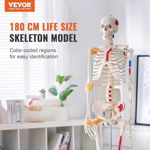 VEVOR Human Skeleton Model for Anatomy, 71.65" Life Size, Accurate PVC Anatomy Skeleton Model with Ligaments, Movable Arms, Legs & Jaw, with Muscle Origin & Insertion Points, for Professional Teaching - Image 2