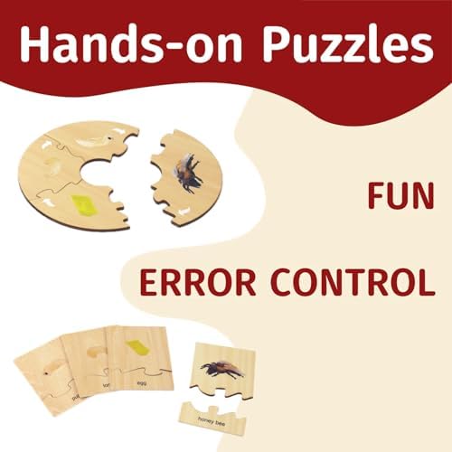 ancona Life Cycle- Honey Bee, English Monolingual, Montessori Preschool Memory Matching Game Box Set with Animal Figurines & Matching Puzzle Cards, Early Education Toy - Image 3