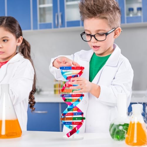 Abaodam Educational DNA Model with Display Stand Double Helix Science Kit for Kids Interactive DIY Genetic Structure Learning Toy Biology Model 14.56In - Image 2
