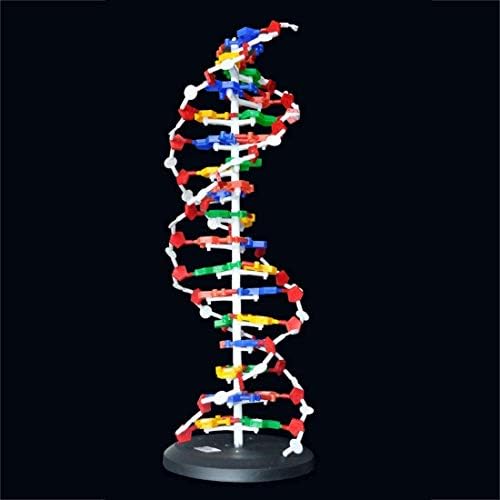 DNA Models Biology Teaching aid Equipment Teaching aids Biology Assembly Model DNA Model Human Gene 21Cm - Image 3