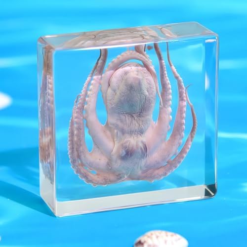Taxidermy Bat and Octopus Specimen in Resin Crystals Preserved - Image 4