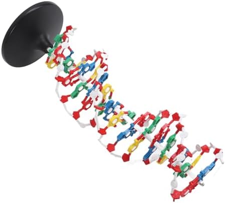 DNA Model Kit for Biology Teaching – Plastic Structure with 5' to 3' Directional Chains, Major Groove Detail – DNA Structure Model for Classroom and Lab Use - Image 2