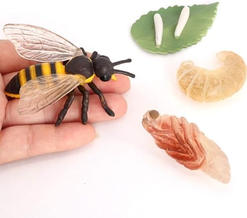 Hvogvok Bee Growth Cycle, Animal Growth Cycle Biological Model, Growth Stage Lifelike Bee Life Cycle Model Set for Kids Education Insect Themed Party Favors - Image 4
