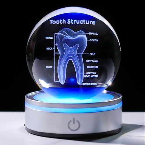 Tooth Model 3D Crystal Ball Dental Gifts for Women Men, Dentist Hygienist Present Office Decor with Led Base, Laser Etched Figurine Tooth Gift for Dental Student on Graduation Christmas by LAFT