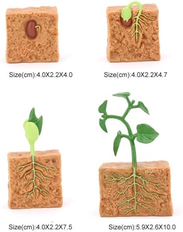 Life Cycle of Green Bean Plant Lifelike Life Cycle Plant Figures for Children - Image 2