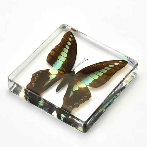 4pcs Real Taxidermy Butterfly Specimen in Crystal Resin Preserved - Image 5