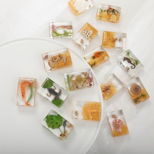 16 Pcs Ocean Animal Scenery Insect in Resin Specimen Bugs Collection Paperweights，16 Styles Scenery Real Bug Specimen Bug Kit Preserved in Resin for Scientific Display Supplies - Image 4