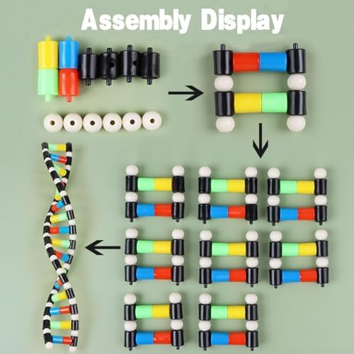 iplusmile DNA Double Helix Structure Models Kit Biological Science Popularization Teaching Aid for DNA Assembling, Educational Learning for School Student - Image 5