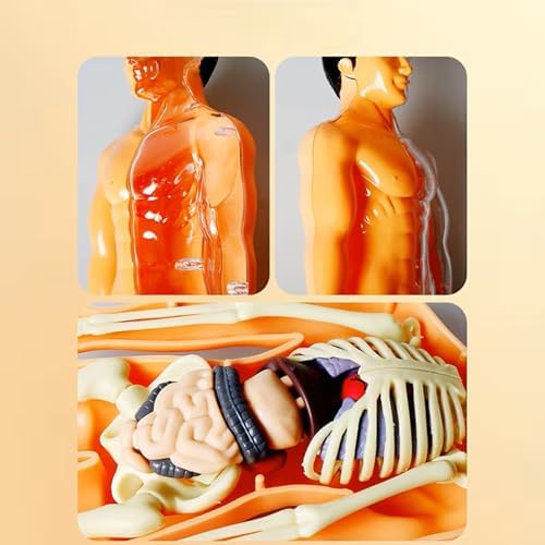 Human Anatomy Model Set Educational STEM Kit Teaching Skeleton Model Kit with Removable Organs Learning Tool for Science Classroom Demonstrations and Displays (Half Transparent) - Image 6
