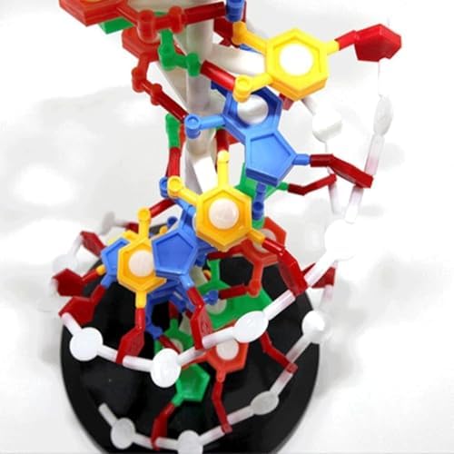 COYEUX Double Helix Molecular Model of DNA, DNA Double Helix Model, Made of Colored PVC, Mounted On a Rotating Support, Scientific Teaching Tool - Image 6