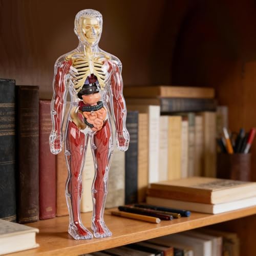 Human Anatomy Body Model,Skeletal Parts Children's Toy,for Kids Ages 4-8, for 4 5 6 7 8 Year Old Boy Birthday Gift,Human Model Skeleton Organ Assembly Toy - Image 4