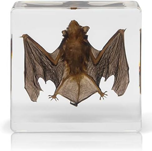 Bat Specimen- Real Bat Specimen, Encased Animal Specimen for Science Classrooms or Gifts, by American Heritage Industries - Image 2