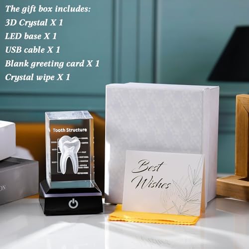 Movdyka 3D Crystal Human Tooth Anatomy Model Decor Gifts for Dentist - Image 6