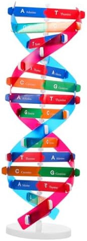 Kisangel DNA Kit Self Double Helix Model Kit Assembling DNA Display Stand Human Genes Learning Toy Biological Teaching Aid Science Molecular Model Kit by Kisangel